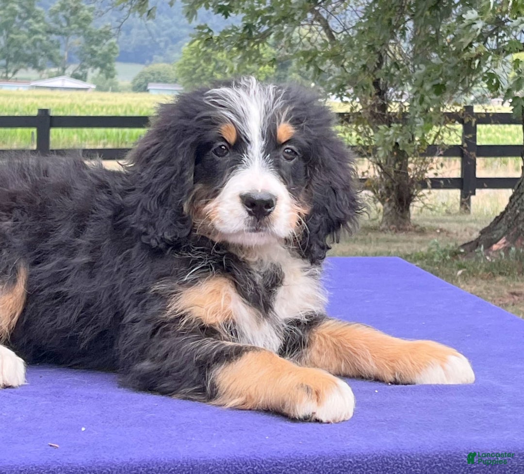 Gallery Image {{count}}