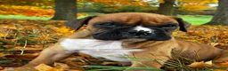 Boxer dogs for sale: Jett - Ad 4