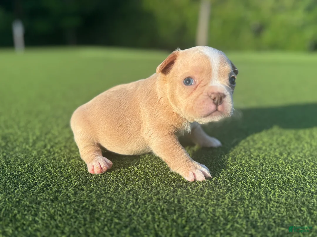 French Bulldog dogs for sale: Laynie - Ad 1