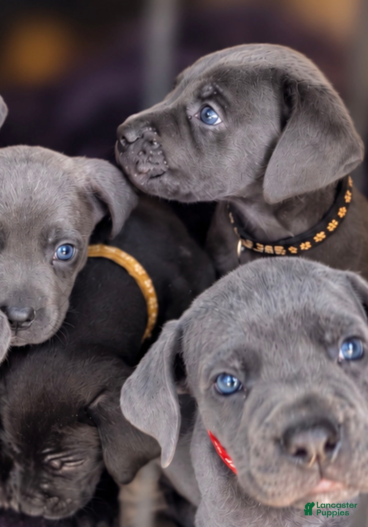 Cane Corso dogs for sale: Legend - Ad 2