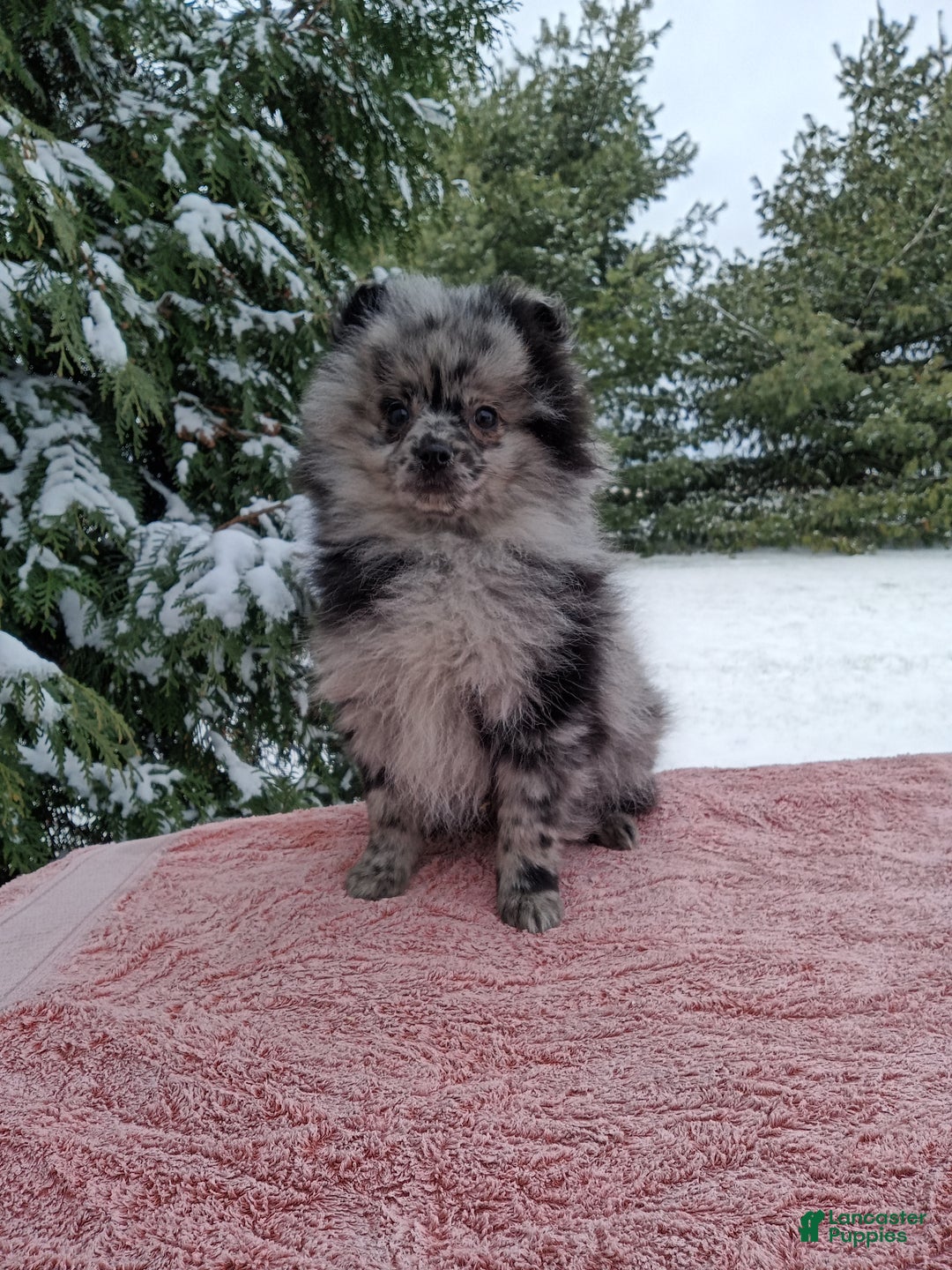 Pomeranian dogs for sale: Leo - Ad 3