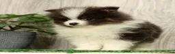 Pomeranian dogs for sale: Lucas Blue and White - Ad 9