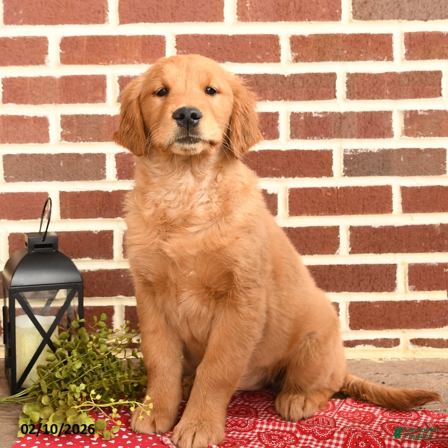 Golden Retriever dogs Eve - Ad 1