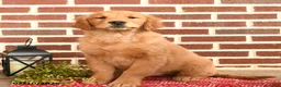 Golden Retriever dogs for sale: Eve - Ad 1