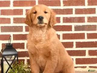 Golden Retriever dogs for sale: Eve - Ad 2
