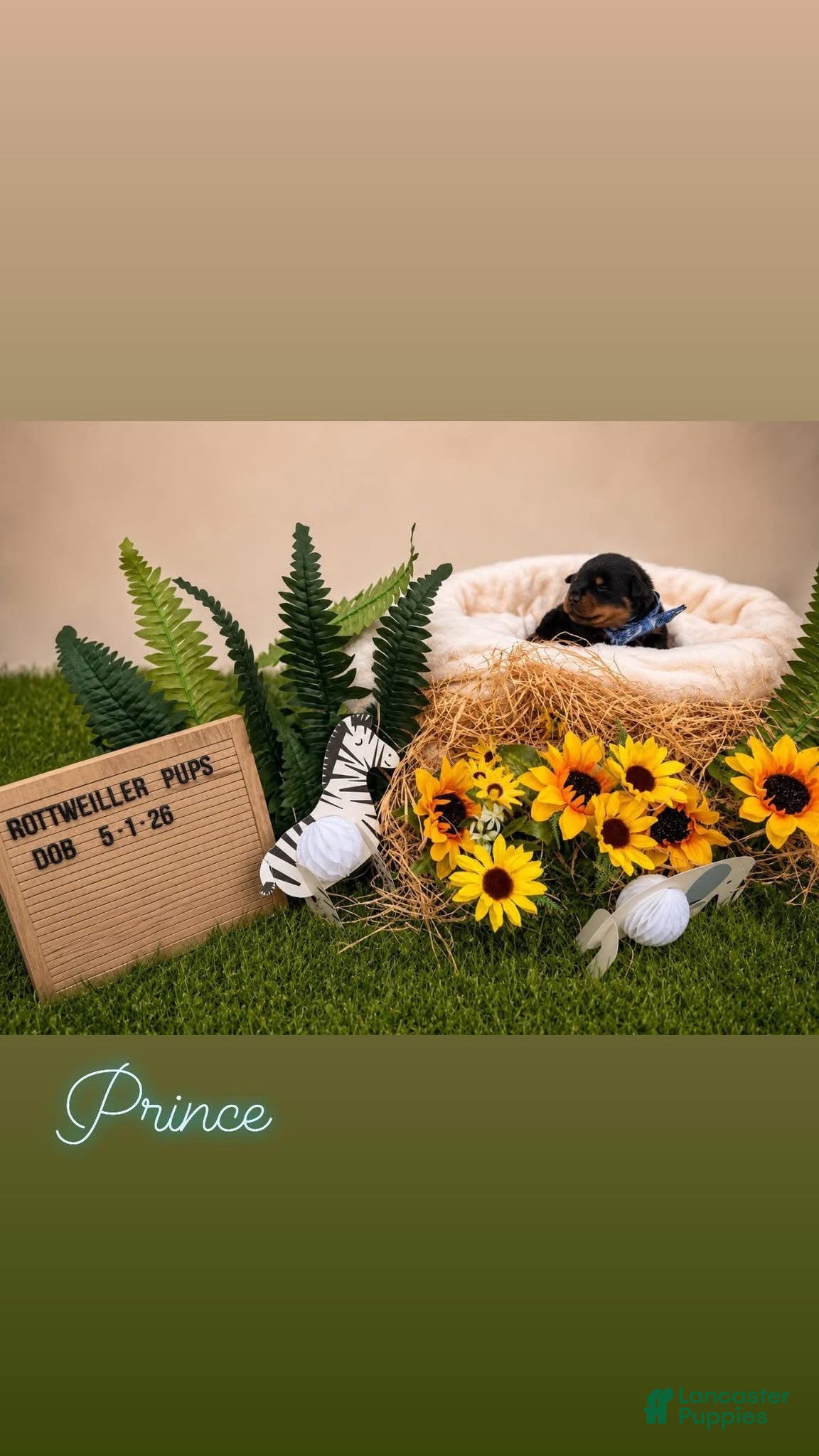 Rottweiler dogs Prince - Ad 12
