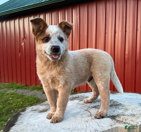 Australian Cattle Dog dogs for sale: Toby Keith_Male - Ad 6