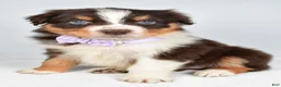 Australian Shepherd dogs for sale: Balia  - Ad 10