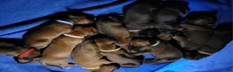 Rhodesian Ridgeback dogs for sale: Rhodesian Ridgeback Puppys - Ad 3