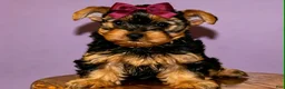 Yorkshire Terrier dogs for sale: Eva Gigi-AKC  Potty and Crate Trained  - Ad 6