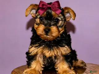 Yorkshire Terrier dogs Eva -AKC Potty and Crate Trained - Ad 7