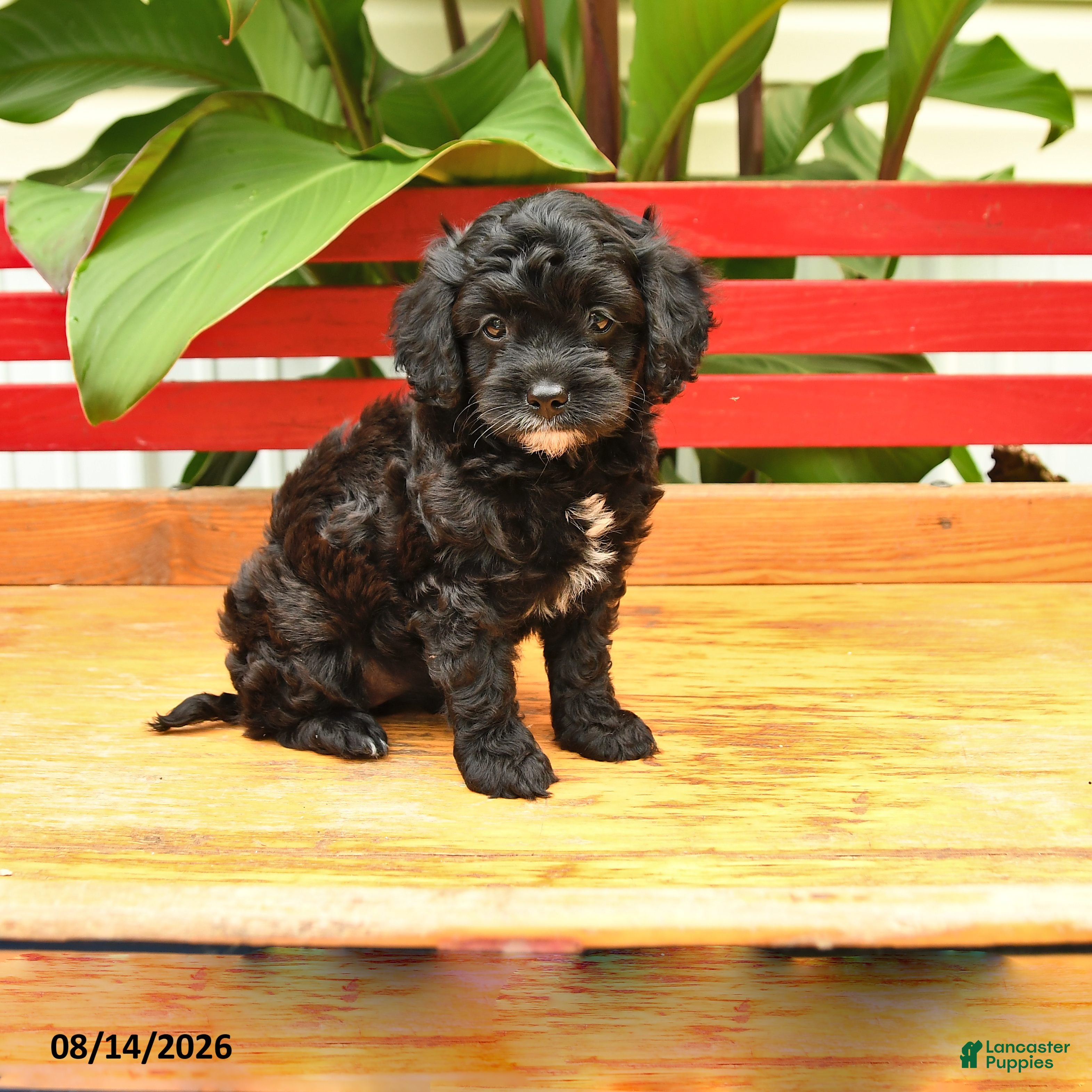 Cavapoo dogs Hot Dog - Ad 1
