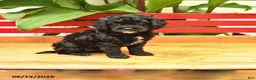 Cavapoo dogs for sale: Hot Dog - Ad 1