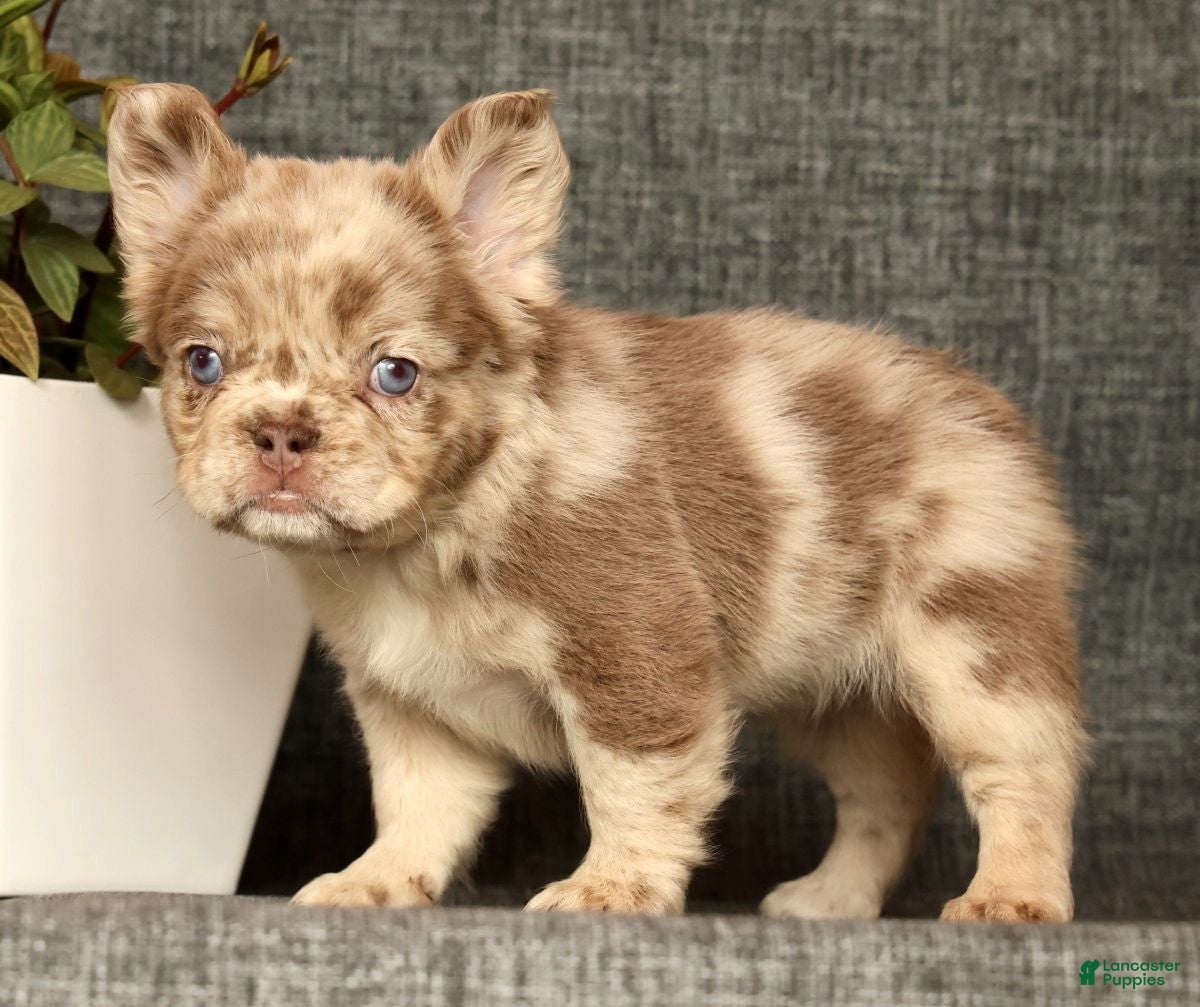 French Bulldog dogs for sale: Liney - Ad 3