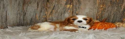 Cavalier King Charles Spaniel dogs for sale: Ryan - Ad 8