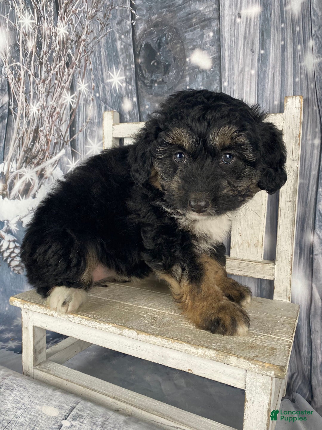 Aussiedoodle dogs for sale: Bella - Ad 8