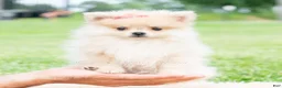 Pomeranian dogs for sale: Amira - Ad 2