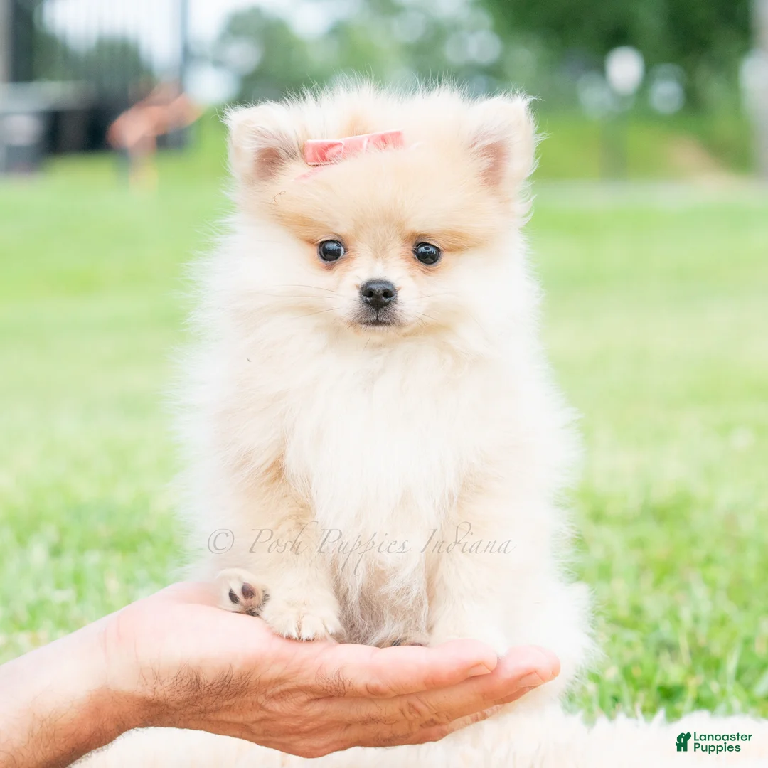 Pomeranian dogs for sale: Amira - Ad 2