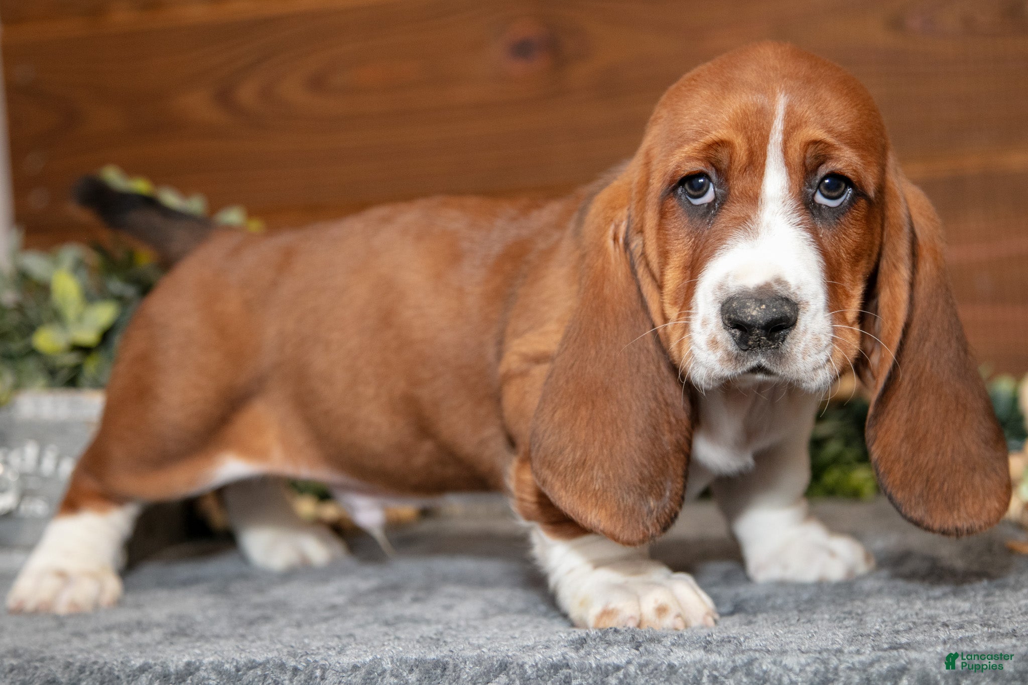 Basset Hound dogs Dumbo - Ad 9