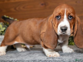 Basset Hound dogs Dumbo - Ad 17