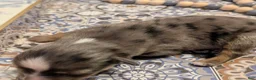 Toy Australian Shepherd dogs for sale: Toy Australian Shepherd 1 - Ad 4