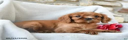 Cavalier King Charles Spaniel dogs for sale: Hazel - Ad 5