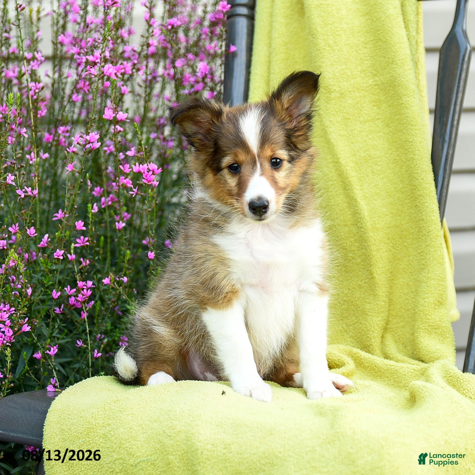 Shetland Sheepdog dogs Tori - Ad 2