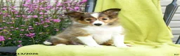 Shetland Sheepdog dogs for sale: Tori - Ad 2