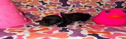 Cane Corso dogs for sale: Pink Collar Female - Ad 10