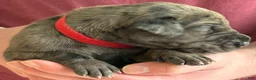 Great Dane dogs for sale: Red - Ad 4