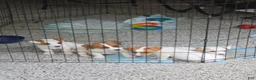 Jack Russell Terrier dogs for sale: Jack Russell Terrier 2 - Ad 7