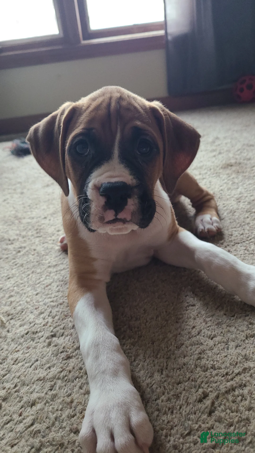 Boxer dogs for sale: Neo - Ad 4