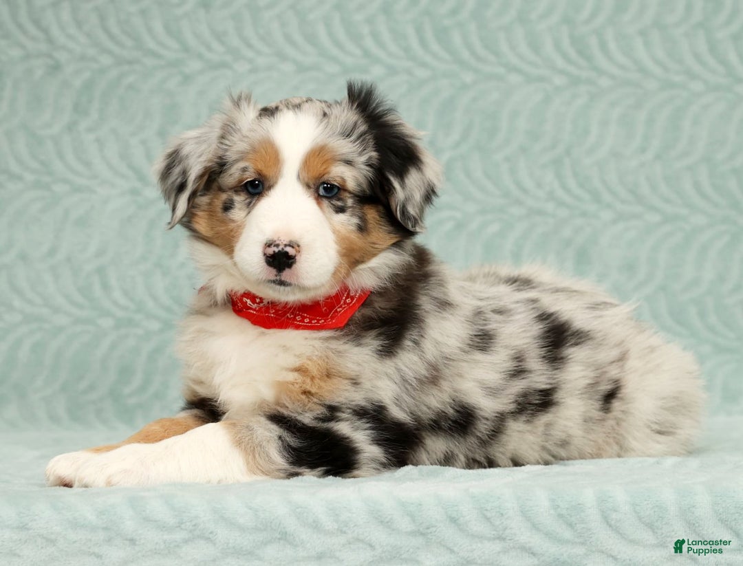 Australian Shepherd dogs for sale: River - Ad 6