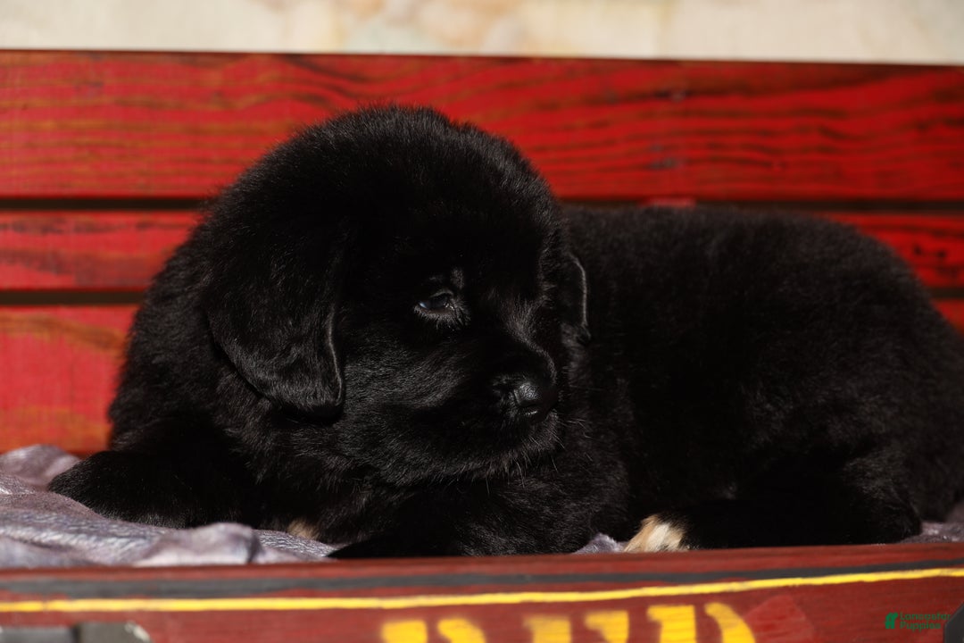 Newfoundland dogs for sale: Storm - Ad 1