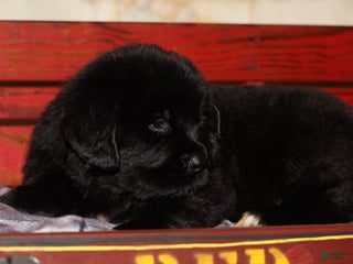 Newfoundland dogs Storm - Ad 31