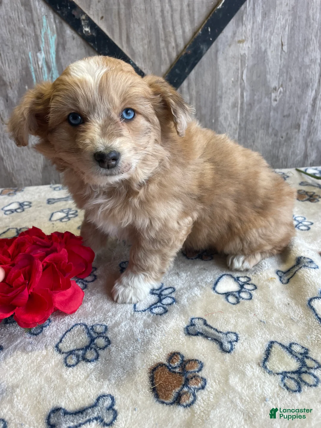 Corgipoo dogs for sale: Fiona - Ad 4