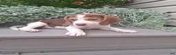 Beagle dogs for sale: HONEY - Ad 1
