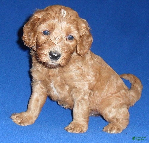 Cockapoo dogs Reggie - Ad 2