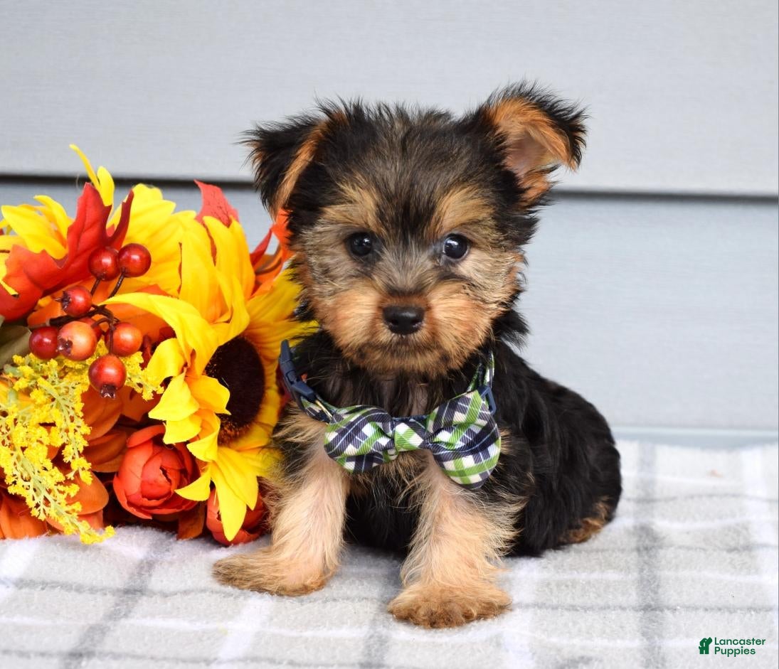 Yorkshire Terrier dogs Calvin - Ad 2