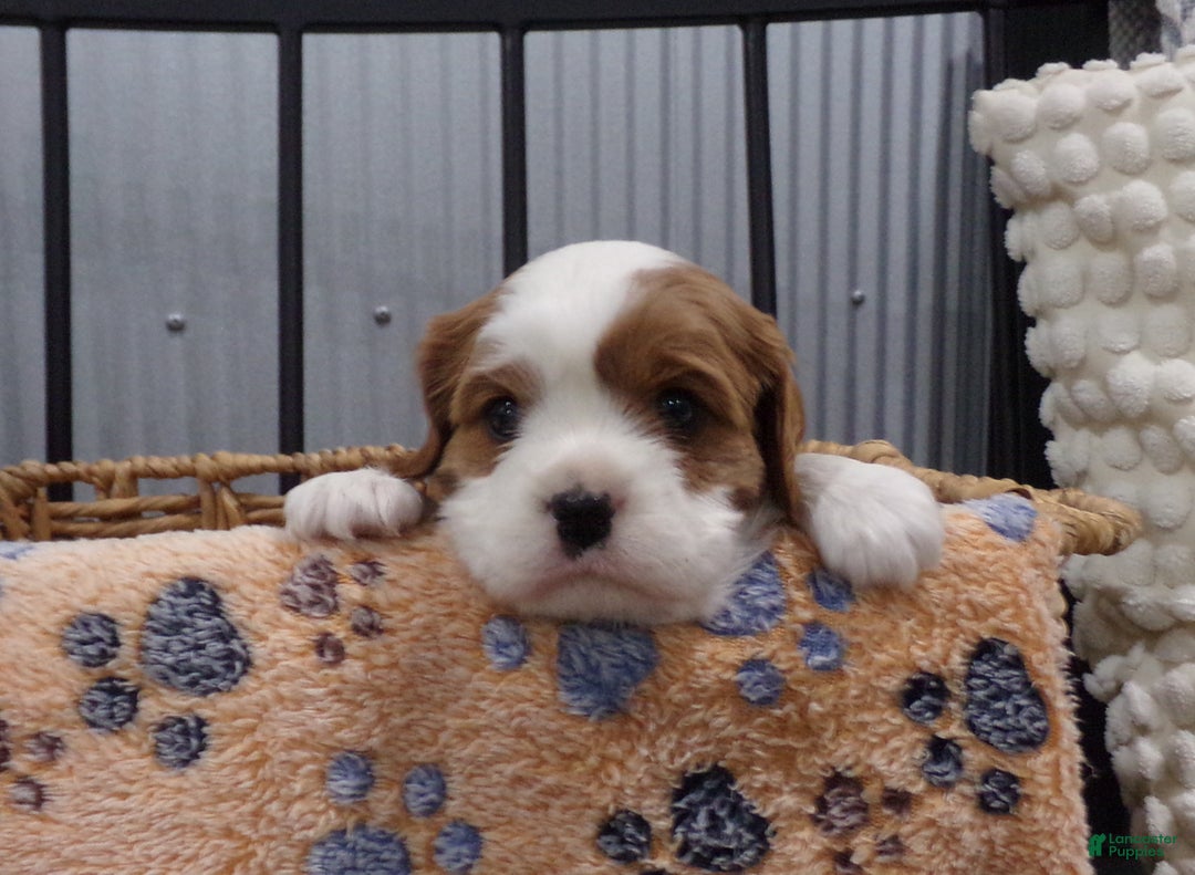 Cavalier King Charles Spaniel dogs for sale: Cavalier King Charles Spaniel Puppy 2 - Ad 8