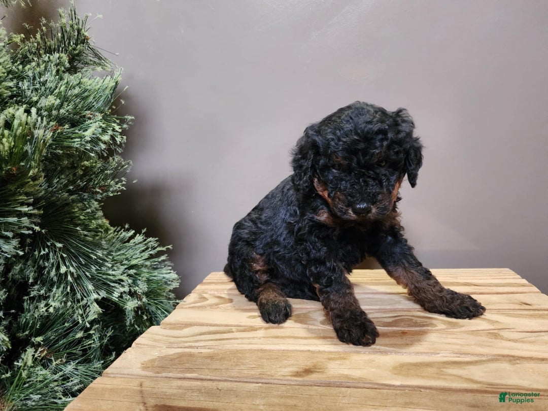 Mini Bernedoodle dogs for sale: Klaus - Ad 13