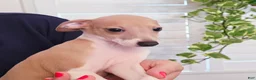 Italian Greyhound dogs for sale: Santiago - Ad 11