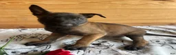 Belgian Malinois dogs for sale: Maverick - Ad 3