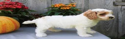 Cockapoo dogs for sale: Jody - Ad 5