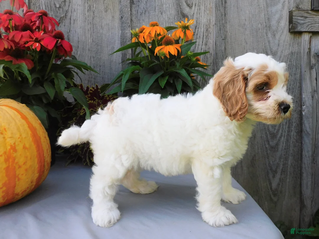 Cockapoo dogs for sale: Jody - Ad 5