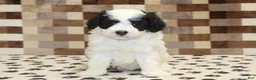 Mini Bernedoodle dogs for sale: Kodiak - Ad 3