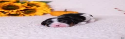 Cavalier King Charles Spaniel dogs for sale: Buck - Ad 6