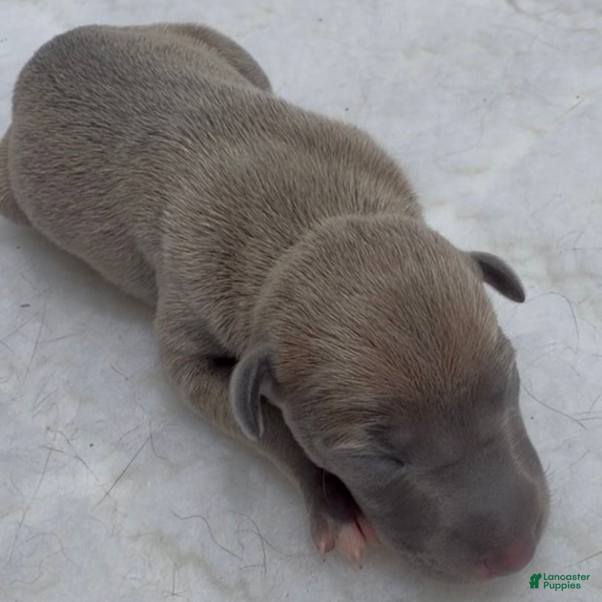 Italian Greyhound dogs June - Ad 2