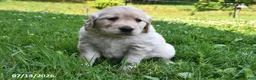 Mixed Breed dogs for sale: Tinker - Ad 3