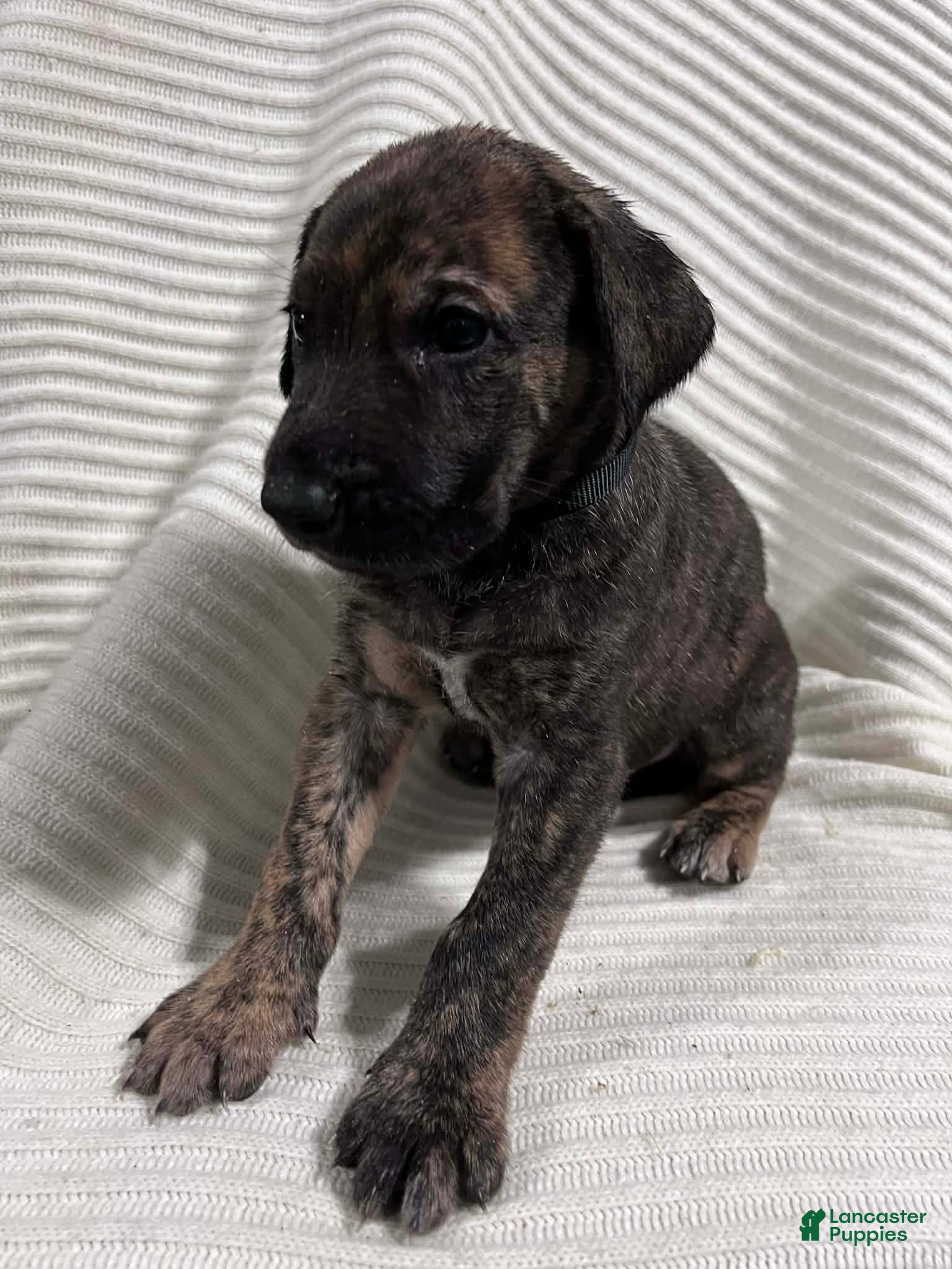 Mixed Breed dogs Max - Ad 2